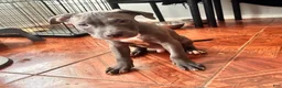 Mixed Breed dogs for sale: Mixed Breed 3 - Ad 1