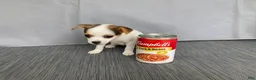 Chihuahua dogs for sale: Willow - Ad 4