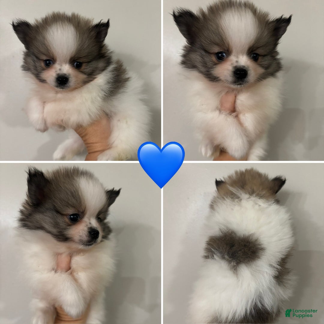 Pomeranian dogs for sale: Pomeranian Puppy 1 - Ad 1