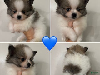 Pomeranian dogs Pomeranian Puppy 1 - Ad 5