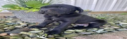 Cane Corso dogs for sale: Jordan - Ad 3