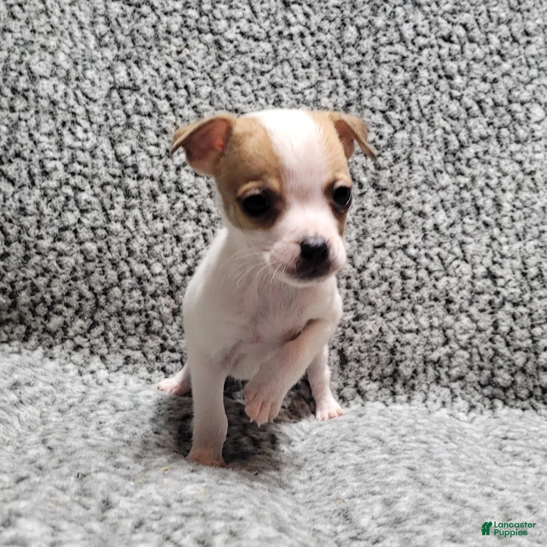 Jack Russell Terrier dogs for sale: Westfork's TATER - Ad 3