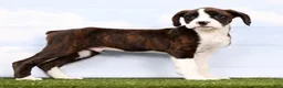 Boxer dogs for sale: Grover - Ad 4