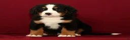 Bernese Mountain Dog dogs for sale: Cole - Ad 1