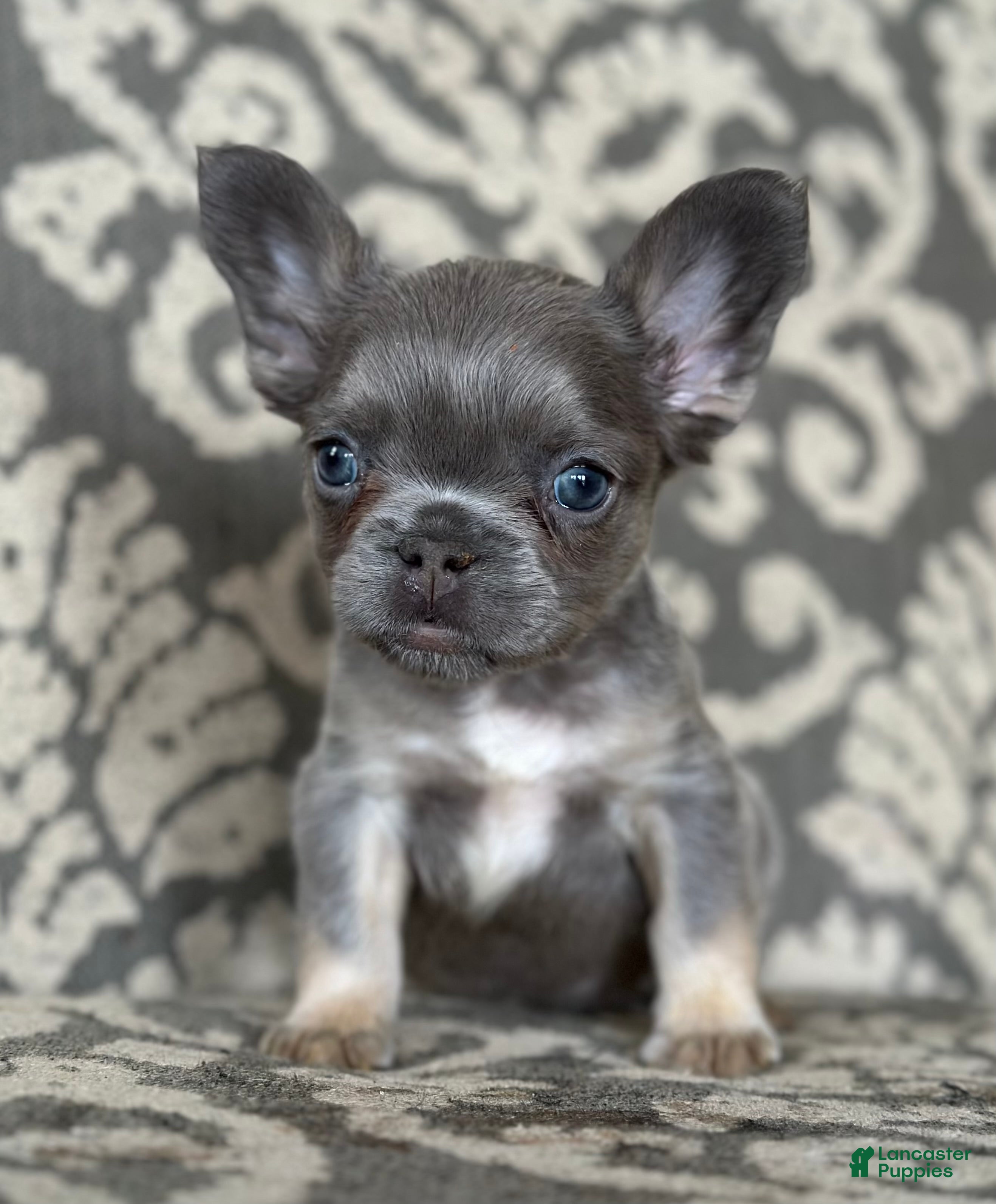 French Bulldog dogs Celine - Ad 19