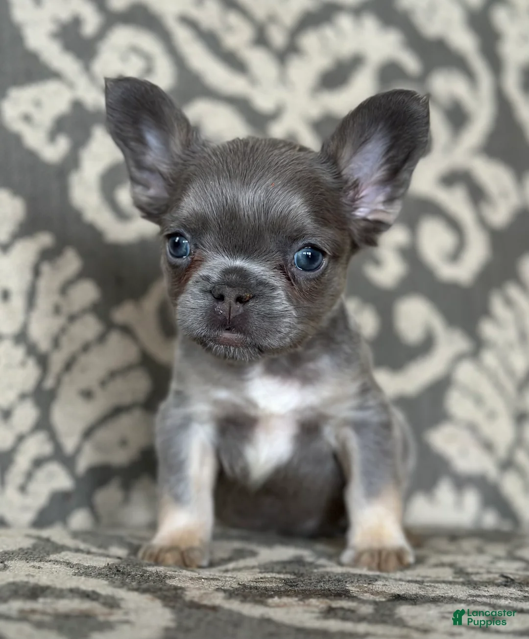 French Bulldog dogs for sale: Celine - Ad 1
