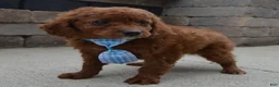 Cavapoo dogs for sale: Caesar - Ad 8
