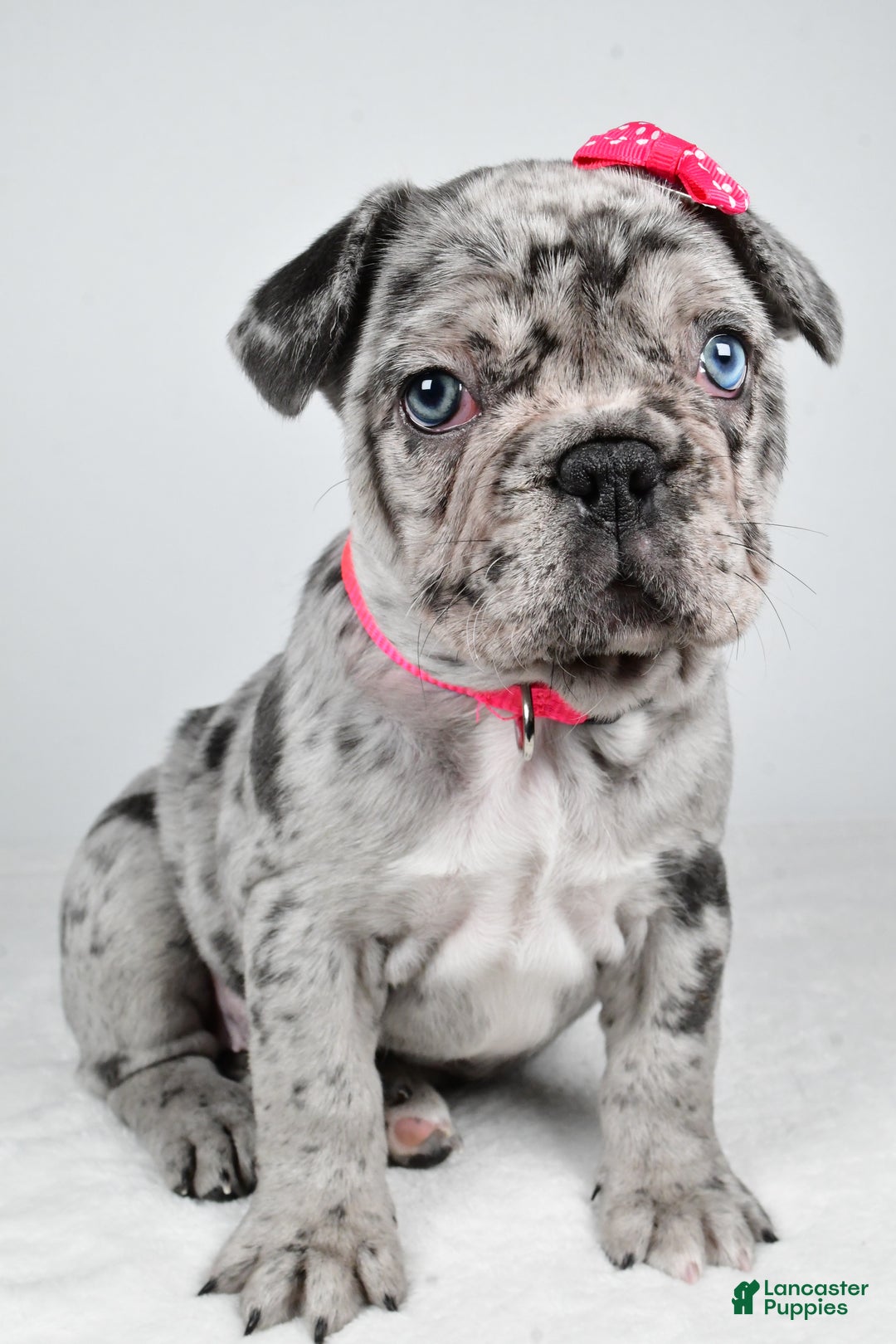 French Bulldog dogs for sale: Abby  - Ad 4