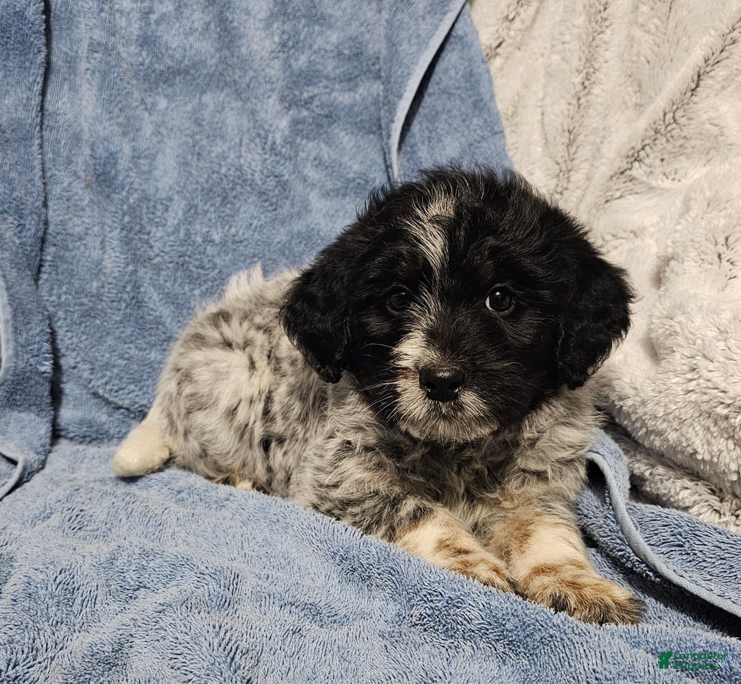 Mixed Breed dogs for sale: Kristy - Ad 1