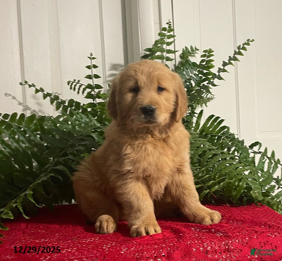 Golden Retriever dogs Buster - Ad 3