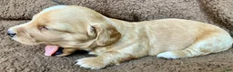 Miniature Dachshund dogs for sale: PAWS UP, IT’S GOOD!  - Ad 3