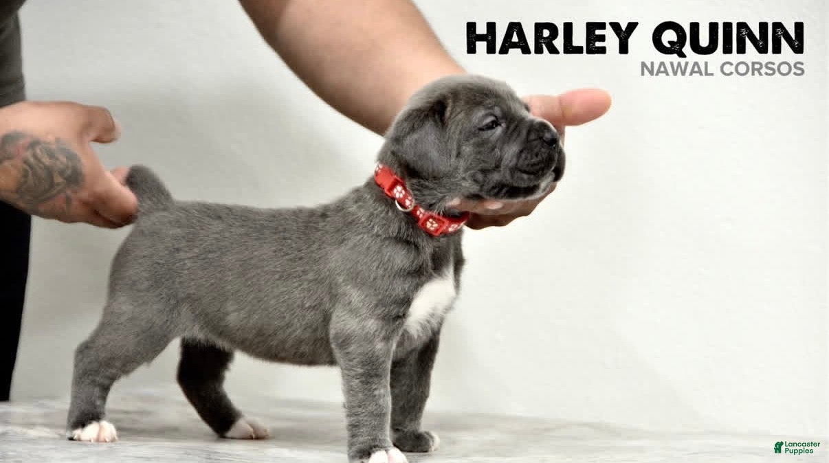 Cane Corso dogs for sale: Harley Quin - Ad 4