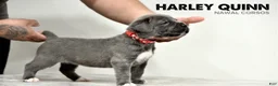 Cane Corso dogs for sale: Harley Quin - Ad 1
