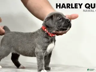 Cane Corso dogs for sale: Harley Quin - Ad 4