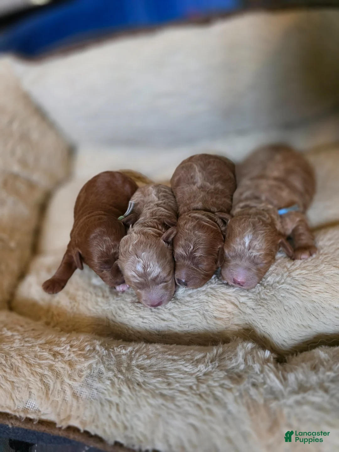 Mini Goldendoodle dogs for sale: Chanel  - Ad 6