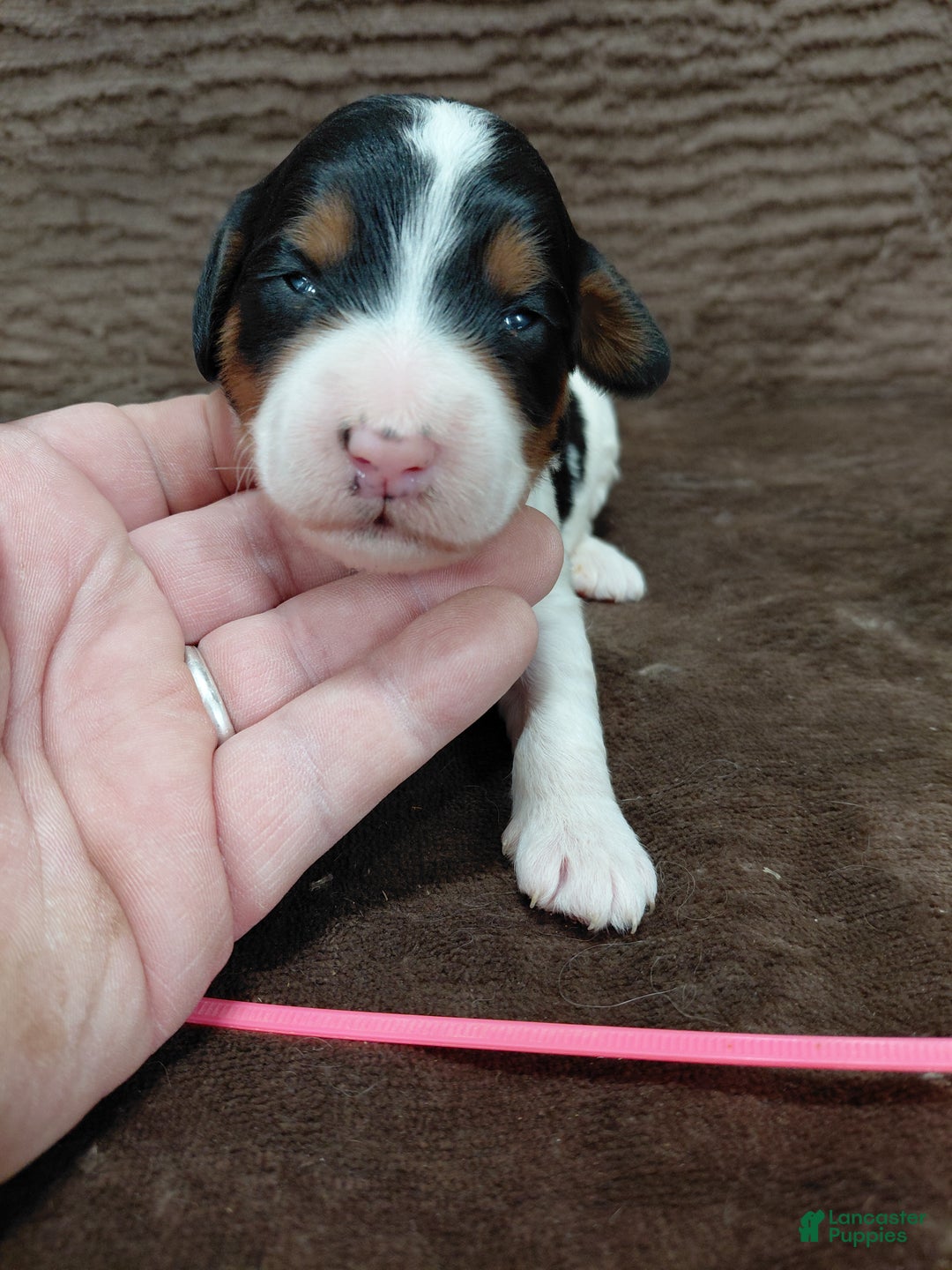 Bernedoodle dogs for sale: Bernedoodle Puppy 6 - Ad 2