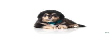 Tibetan Mastiff Puppy | Green Boy