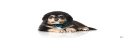 Tibetan Mastiff dogs for sale: Tibetan Mastiff Puppy | Green Boy - Ad 1