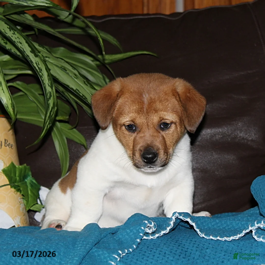 Mixed Breed dogs for sale: Riley - Ad 5