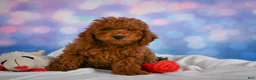 Miniature Poodle dogs for sale: Joey - Ad 11