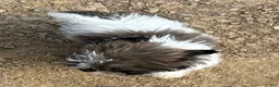 Shih Tzu dogs for sale: Hershey  - Ad 2