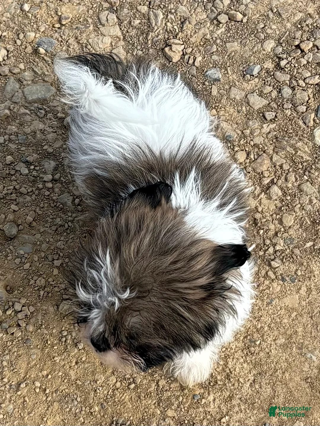 Shih Tzu dogs for sale: Hershey  - Ad 2