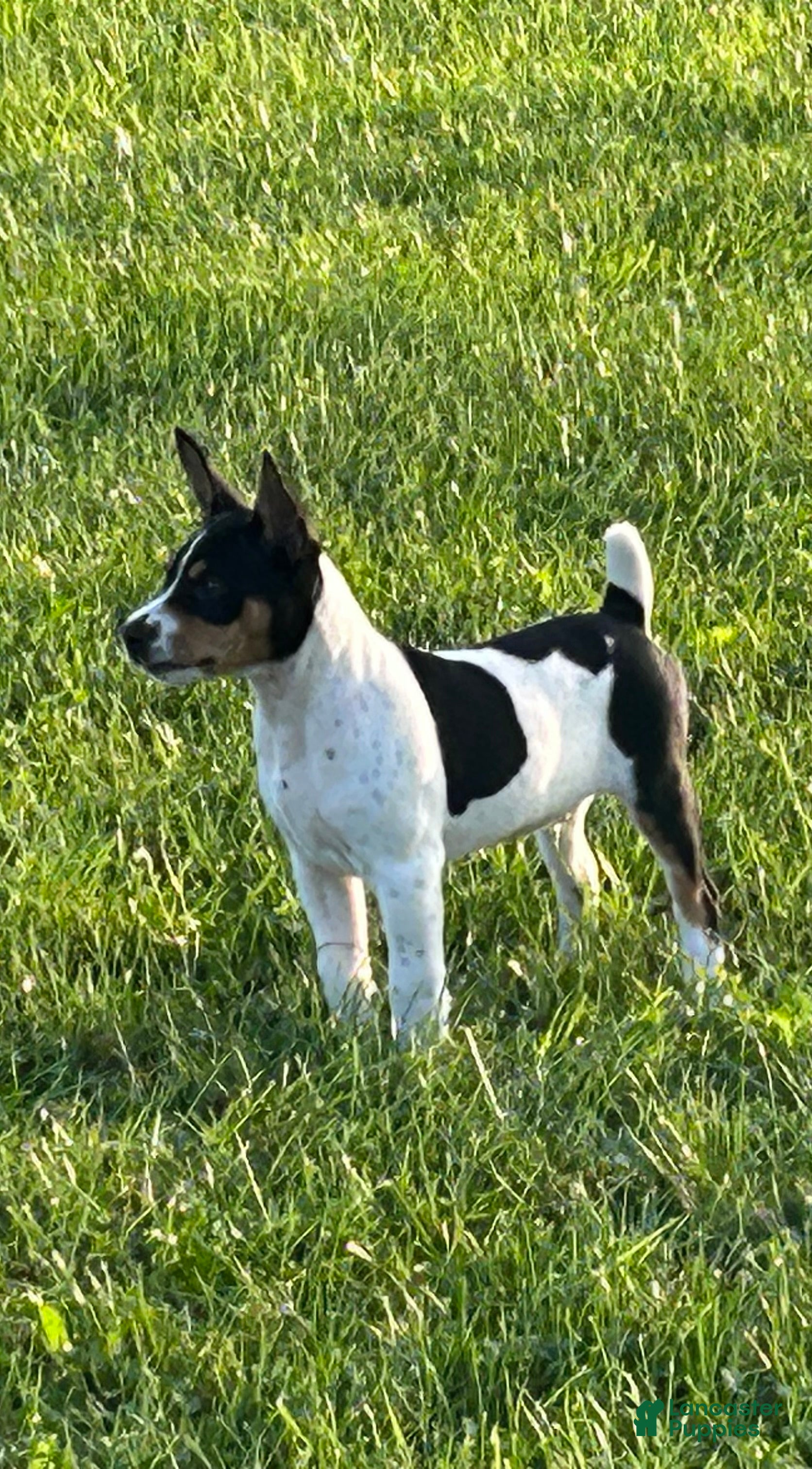 Rat Terrier dogs for sale: Old Dominion terrier George - Ad 1