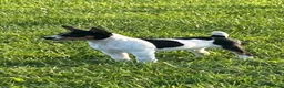 Rat Terrier dogs for sale: Old Dominion terrier George - Ad 1