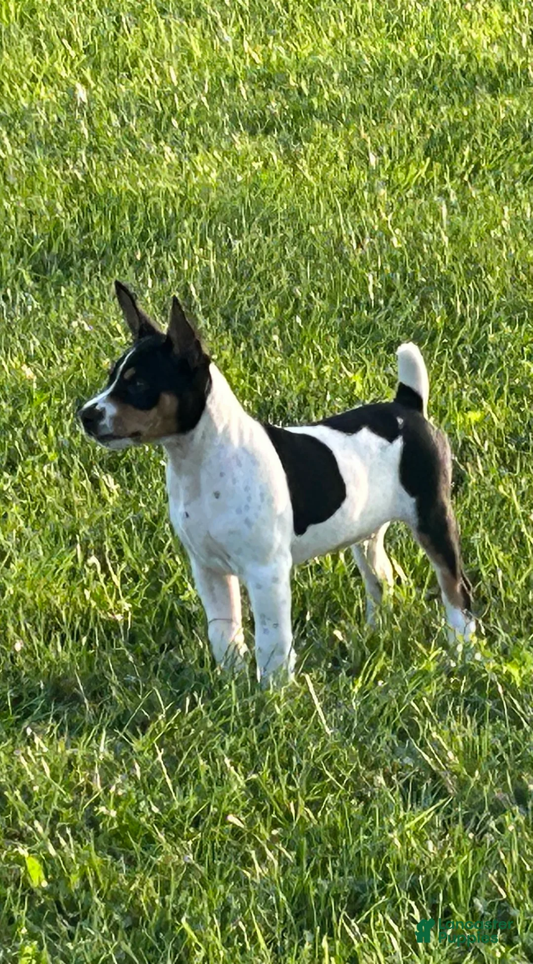 Rat Terrier dogs for sale: Old Dominion terrier George - Ad 1