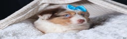 Miniature Australian Shepherd dogs for sale: SCOOTER - Ad 23