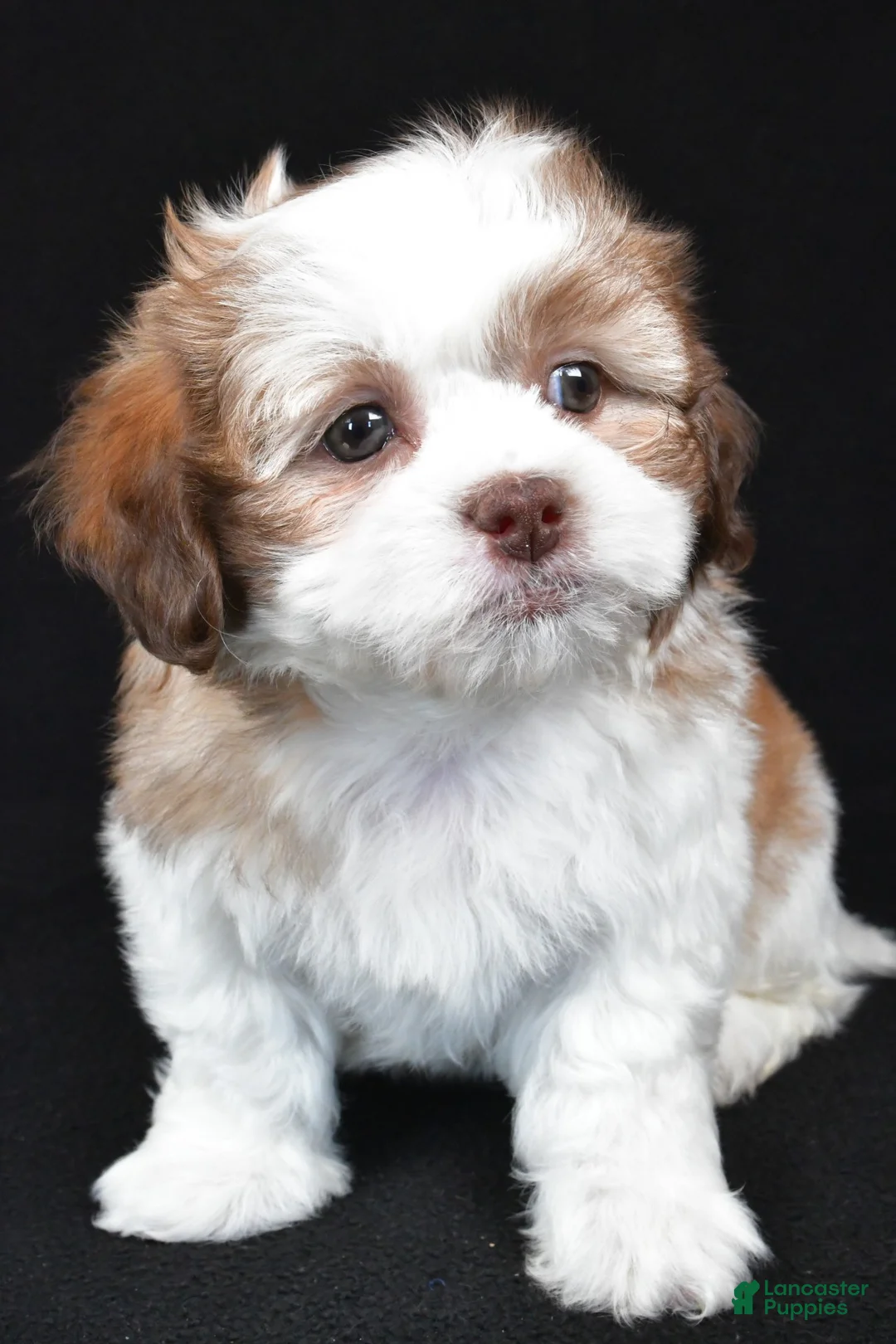 Teddy Bear dogs for sale: fiynn - Ad 7