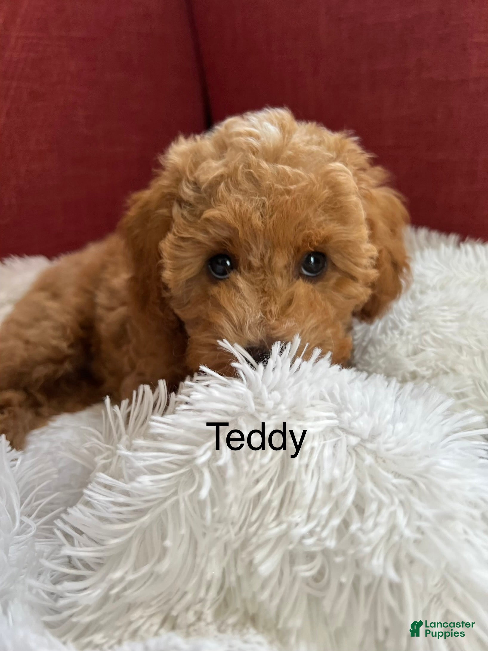 Miniature Poodle dogs Teddy - Ad 2