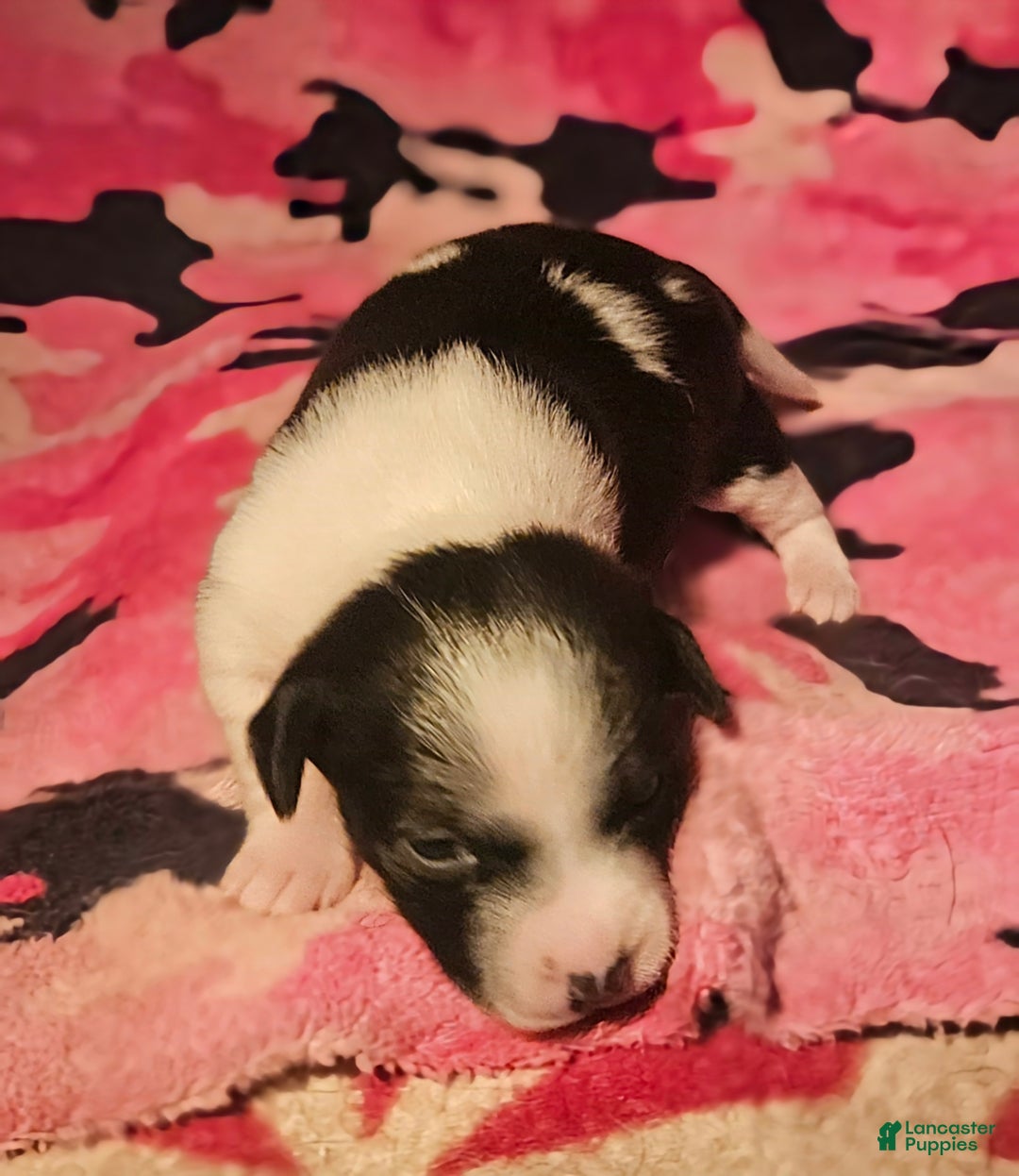 Chihuahua dogs for sale: Diane - Ad 6