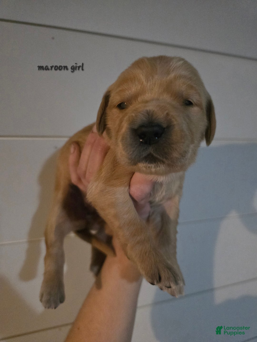 Golden Retriever dogs for sale: Golden Retriever Puppy 10 - Ad 1