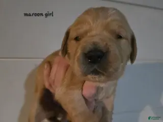 Golden Retriever dogs Golden Retriever Puppy 10 - Ad 37