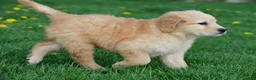 Golden Retriever dogs for sale: Max - Ad 4