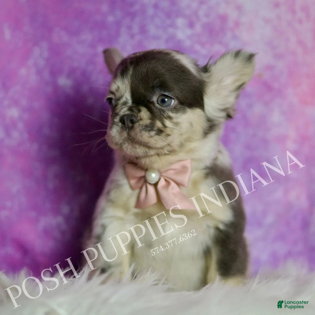 French Bulldog dogs for sale: Cocoa - Ad 6