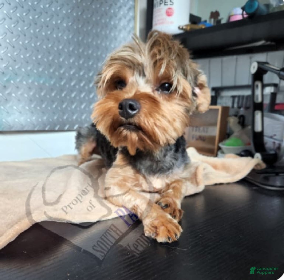 Yorkshire Terrier dogs for sale: Prim Rose - Ad 4