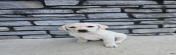 Labrador Retriever dogs for sale: Snow white  - Ad 1