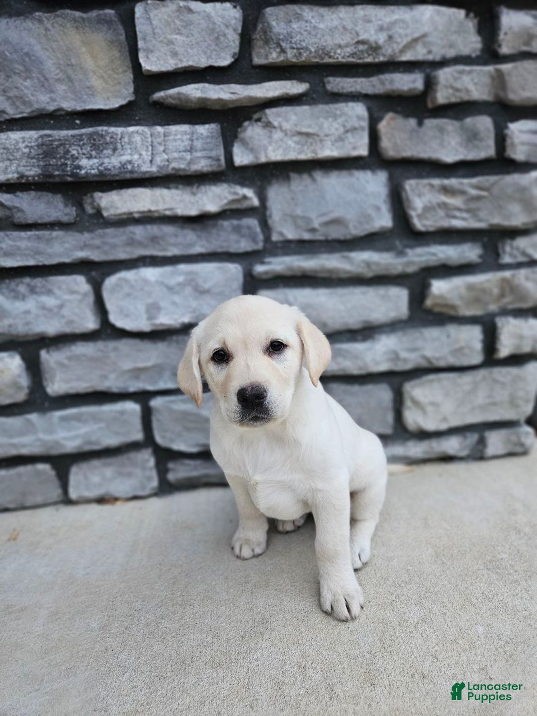 Labrador Retriever dogs for sale: Snow white  - Ad 1
