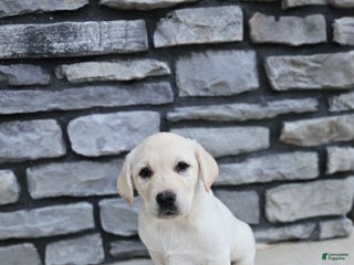 Labrador Retriever dogs Snow white - Ad 12