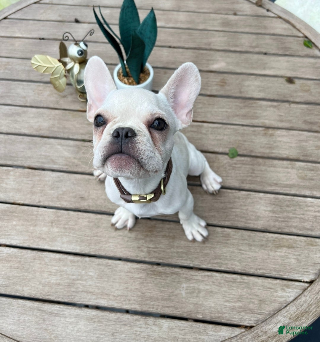 French Bulldog dogs Chucho - Ad 1