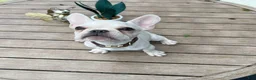 French Bulldog dogs for sale: Chucho - Ad 1