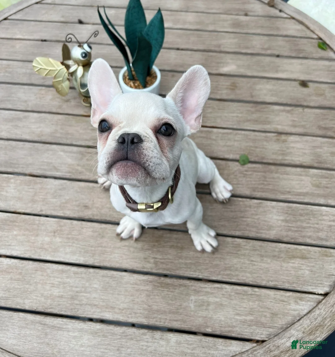 French Bulldog dogs for sale: Chucho - Ad 1