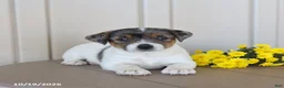 Jack Russell Terrier dogs for sale: Buttercup - Ad 3