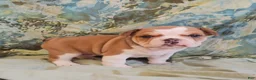 Mixed Breed dogs for sale: Gold Star Boy - Ad 1