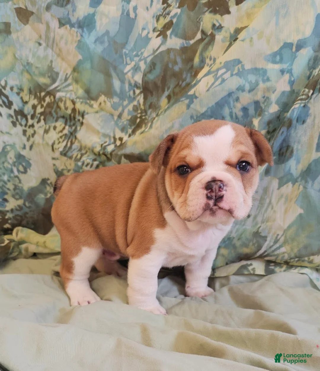Mixed Breed dogs for sale: Gold Star Boy - Ad 1