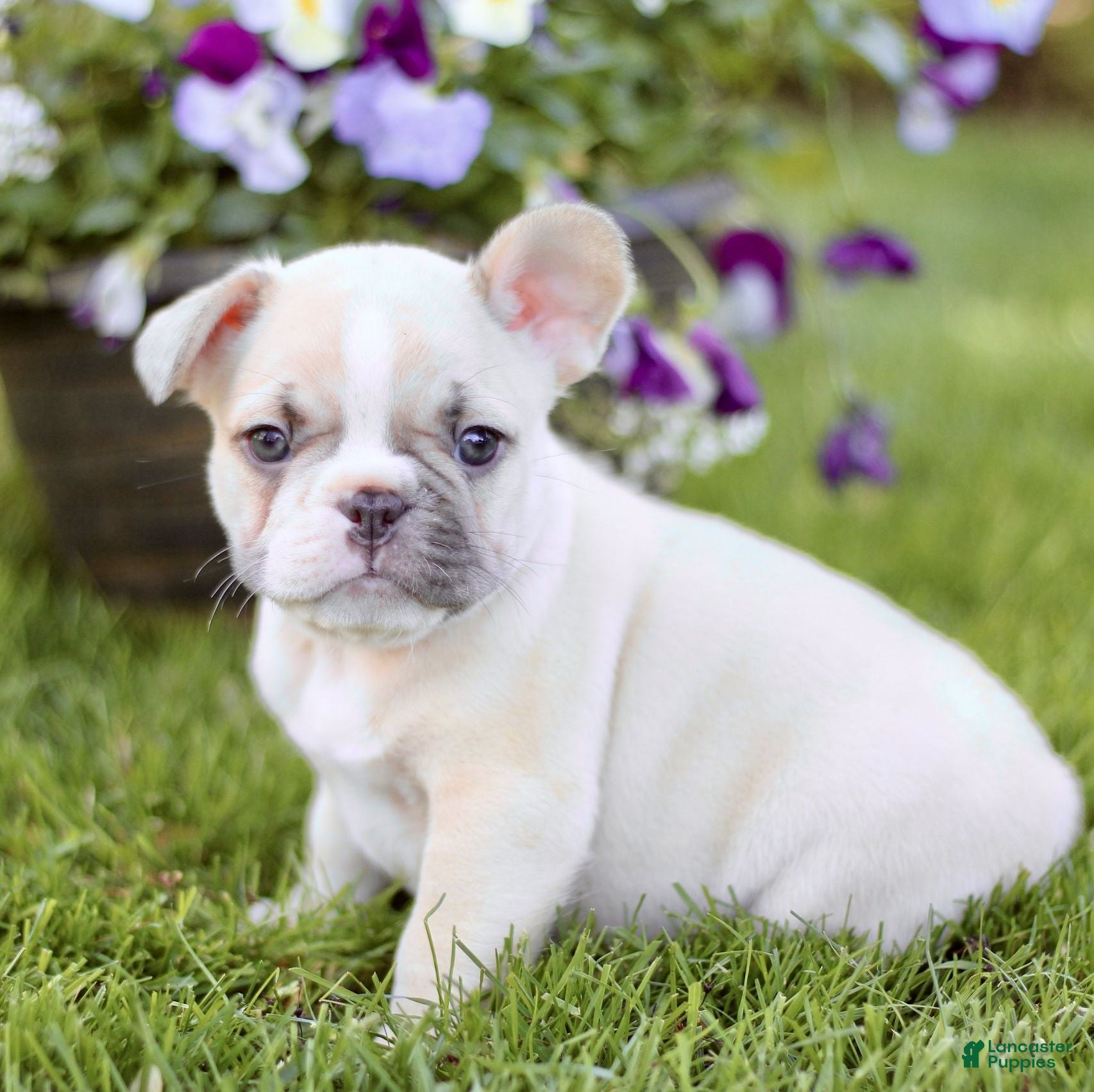 French Bulldog dogs for sale: Roscoe  - Ad 2