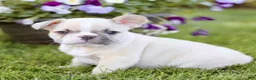 French Bulldog dogs for sale: Roscoe  - Ad 1