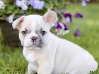 French Bulldog dogs for sale: Roscoe - Ad 2